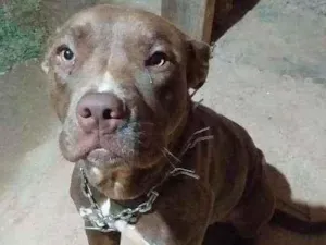 Cachorro raça Pitbull  idade 7 a 11 meses nome Penelope