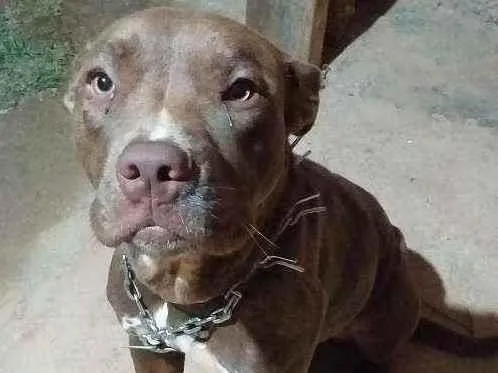 Cachorro ra a Pitbull  idade 7 a 11 meses nome Penelope