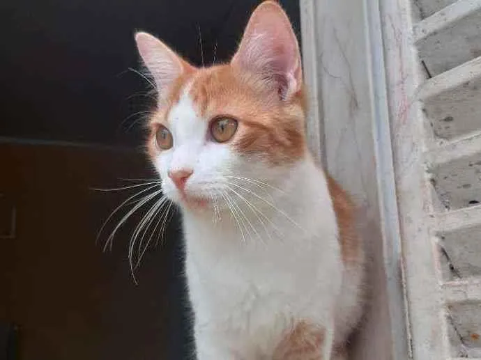 Gato ra a Vira lata  idade 2 a 6 meses nome Bonitão 