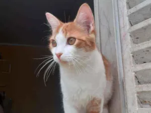 Gato raça Vira lata  idade 2 a 6 meses nome Bonitão 