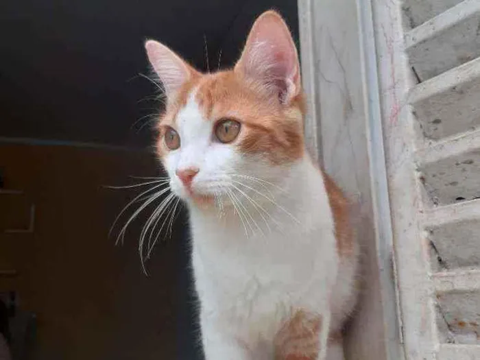 Gato ra a Vira lata  idade 2 a 6 meses nome Bonitão 