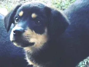 Cachorro raça indefinida idade Abaixo de 2 meses nome Bebezinha