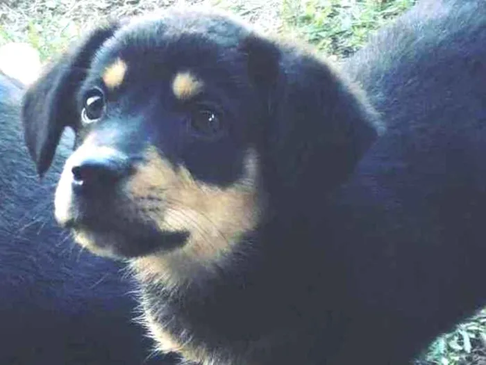 Cachorro ra a indefinida idade Abaixo de 2 meses nome Bebezinha
