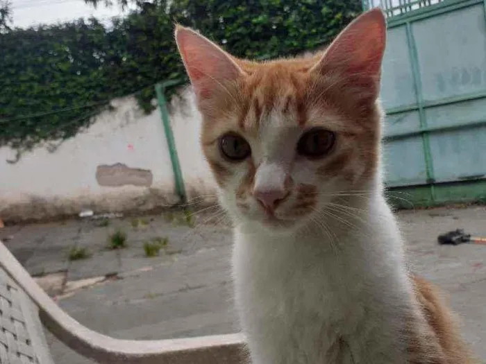 Gato ra a Vira lata  idade 2 a 6 meses nome Lindona