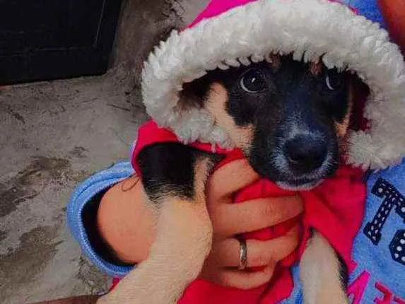 Cachorro ra a Labradora  idade 2 a 6 meses nome Kira