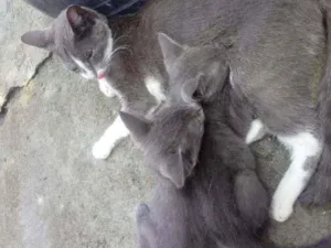 Gato raça Seames misturado idade Abaixo de 2 meses nome Xininha
