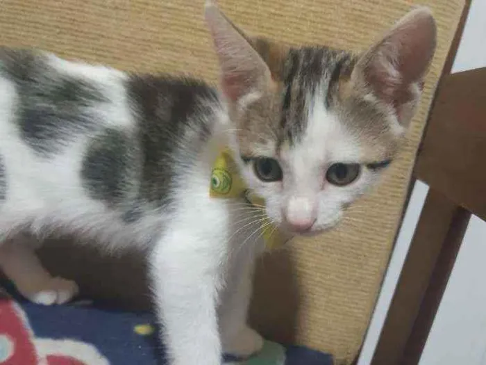 Gato ra a SRD idade Abaixo de 2 meses nome Frederico