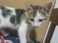 Frederico