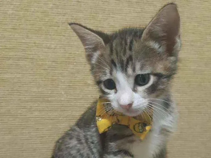 Gato ra a SRD idade Abaixo de 2 meses nome Carlitos 