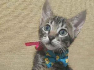 Gato raça SRD idade Abaixo de 2 meses nome Pedro