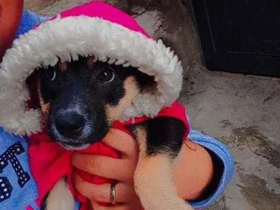 Cachorro ra a Labradora  idade 2 a 6 meses nome Kira