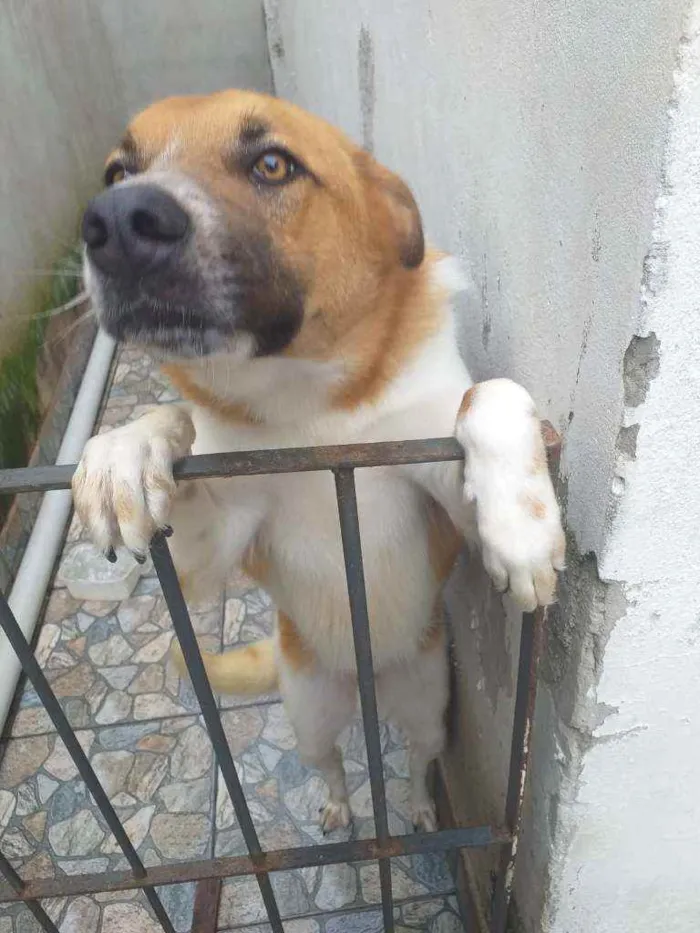 Cachorro raça Pastor alemão e vira lata idade 2 anos nome Bob