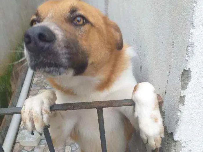 Cachorro raça Pastor alemão e vira lata idade 2 anos nome Bob