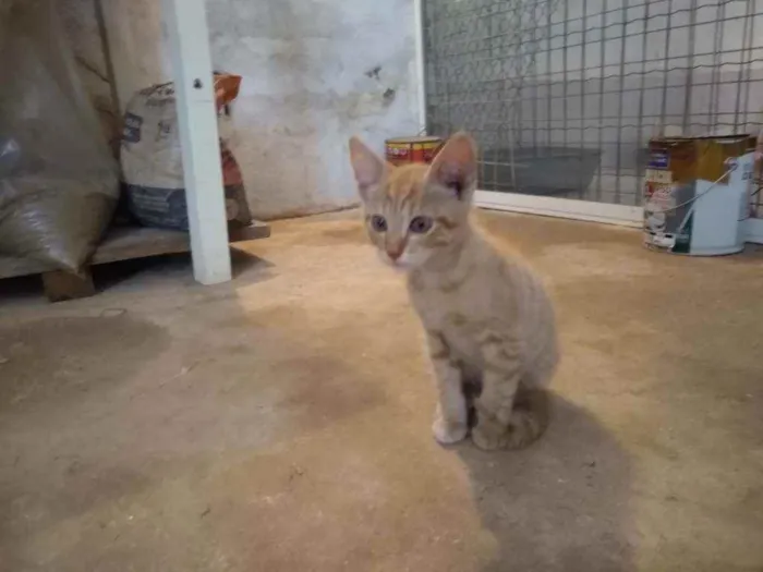 Gato raça Srd idade 2 a 6 meses nome Sem nome