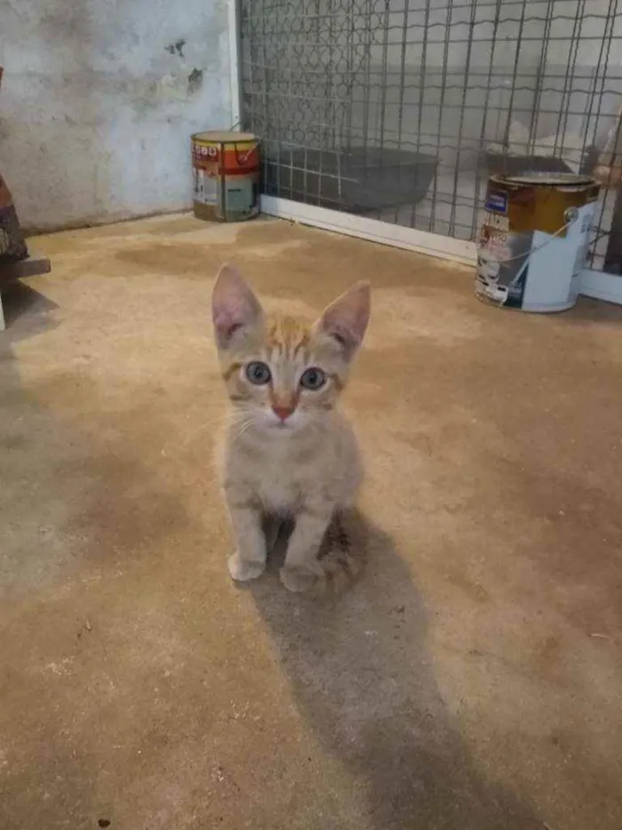 Gato raça Srd idade 2 a 6 meses nome Sem nome