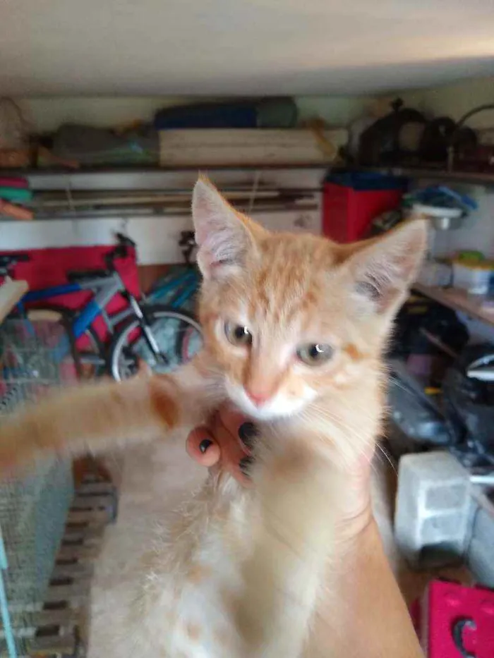 Gato raça Srd idade 2 a 6 meses nome Sem nome