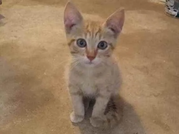 Gato raça Srd idade 2 a 6 meses nome Sem nome