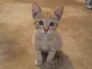 Gato raça Srd idade 2 a 6 meses nome Sem nome