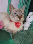 Flora