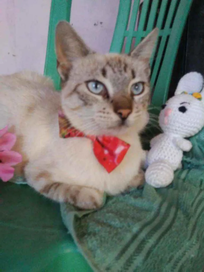 Gato ra a Comum idade 1 ano nome Flora