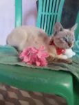 Flora