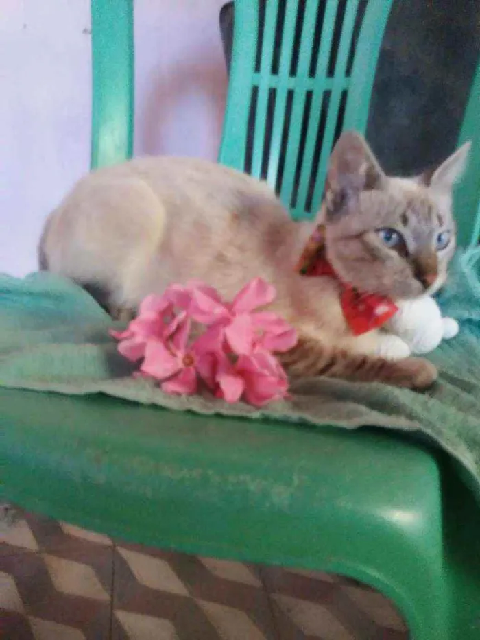 Gato ra a Comum idade 1 ano nome Flora