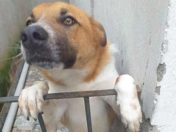 Cachorro raça Pastor alemão e vira lata idade 2 anos nome Bob