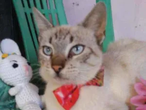 Gato raça Comum idade 1 ano nome Flora