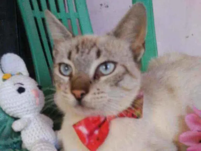 Gato ra a Comum idade 1 ano nome Flora