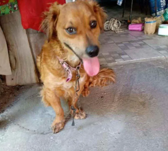 Cachorro ra a SRD idade 2 anos nome Dudu