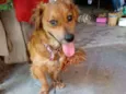 Dudu