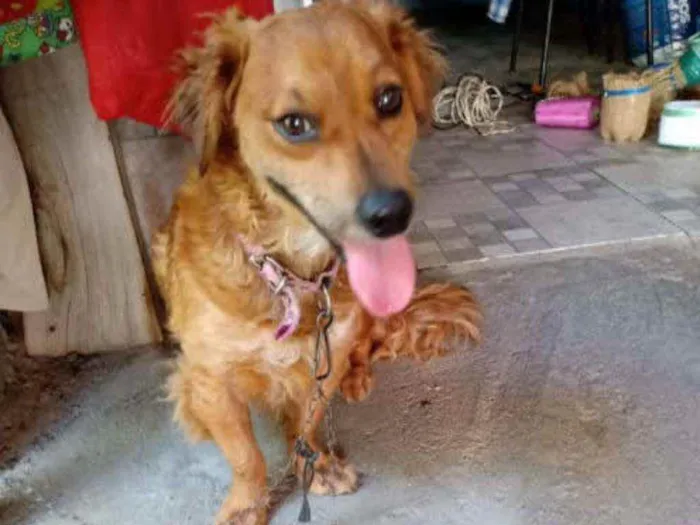 Cachorro ra a SRD idade 2 anos nome Dudu