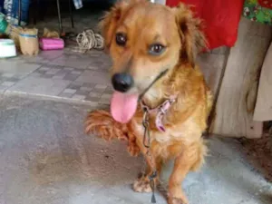 Cachorro raça SRD idade 2 anos nome Dudu