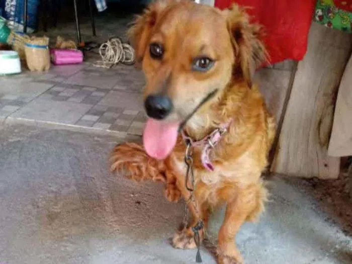 Cachorro ra a SRD idade 2 anos nome Dudu