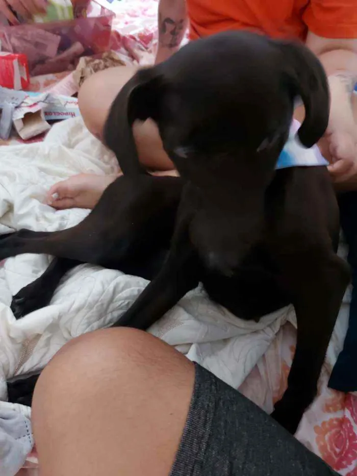 Cachorro ra a Vira lata idade 2 anos nome Julie