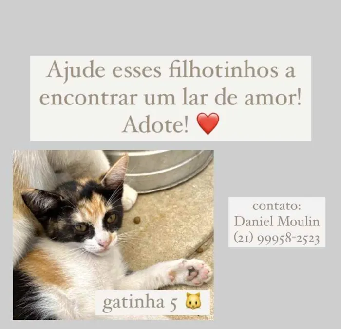 Gato ra a Indefinido idade 2 a 6 meses nome Indefinido