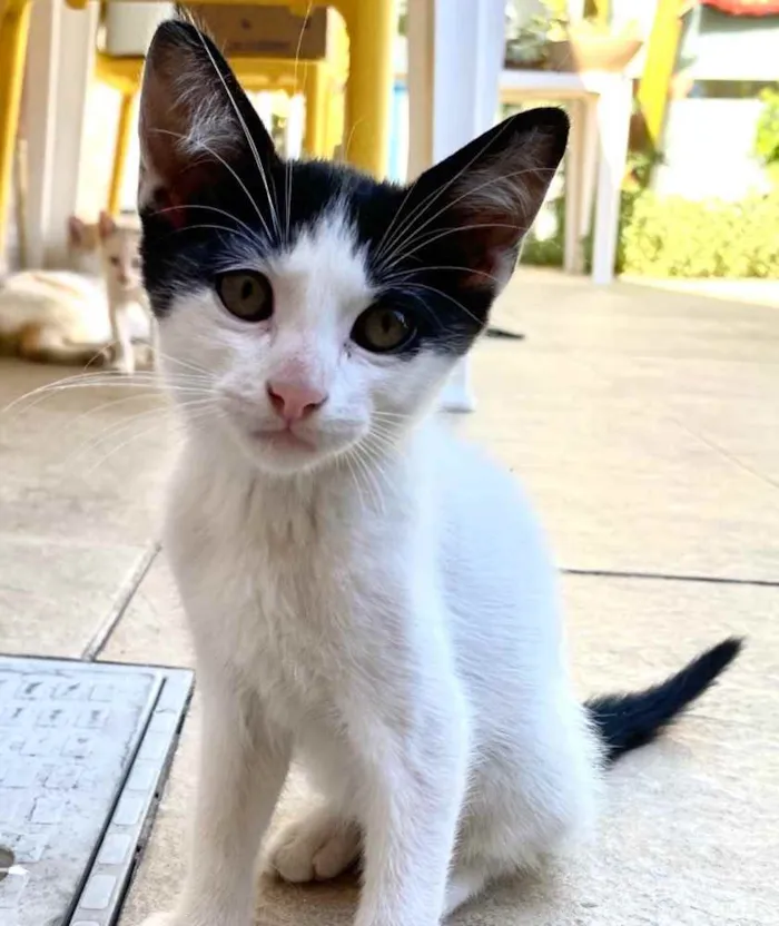 Gato ra a Indefinido idade 2 a 6 meses nome Indefinido