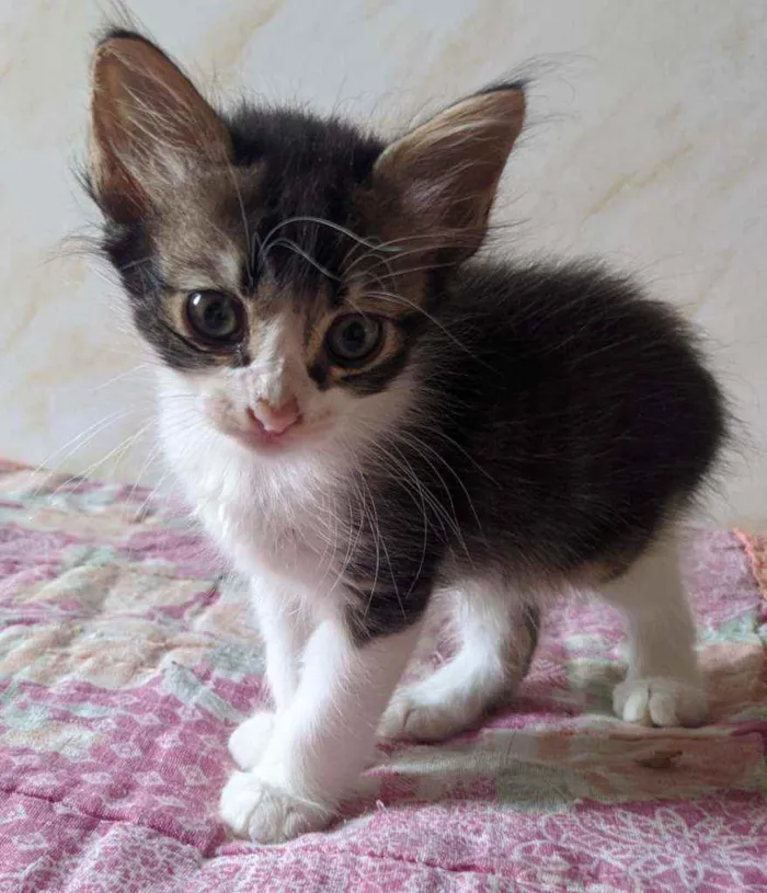 Gato ra a Vira lata filhote idade 2 a 6 meses nome Doação gato filhote