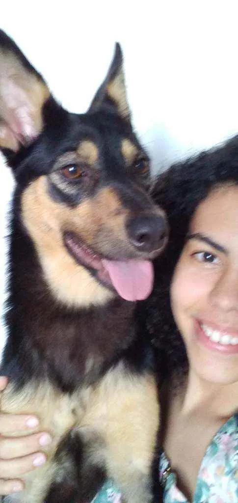 Cachorro ra a srd idade 1 ano nome Moana