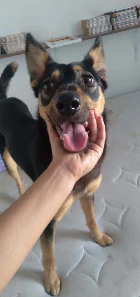 Cachorro ra a srd idade 1 ano nome Moana