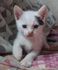 Doação gato filhote