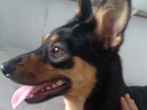 Cachorro ra a srd idade 1 ano nome Moana