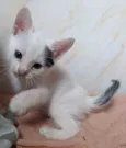 Doação gato filhote
