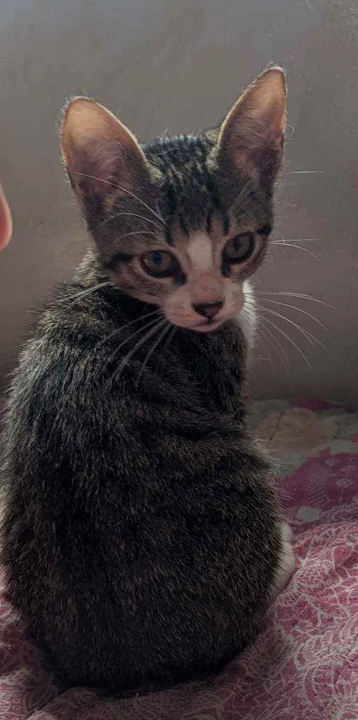 Gato ra a Vira lata filhote idade 2 a 6 meses nome Doação gato filhote 