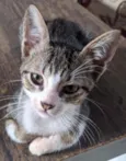 Doação gato filhote