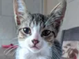 Doação gato filhote