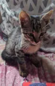 Doação gato filhote
