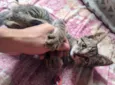 Doação gato filhote