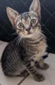 Doação gato filhote