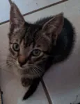 Doação gato filhote
